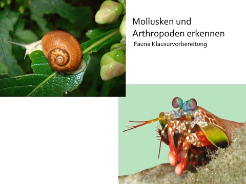 Video: Unterschied Zwischen Mollusken Und Arthropoden