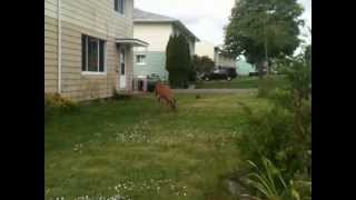 Cat attacks deer