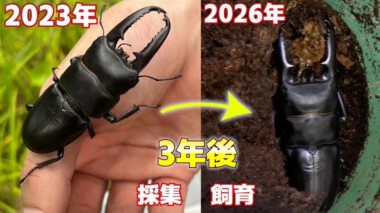 A 29g Tsushima stag beetle has emerged [Stag beetle breeding