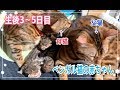 【生後3〜5日目】ベンガル猫ベルの子猫の成長記録
