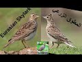 صوت الزرعي للصيد مجرب صوت الزرعي للصيد مجرب