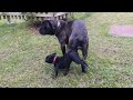 accouplement de chiens : cane corso chevauche un chiot bouledogue français