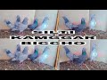 5 pes sale siliti kamggar biccho  breed imaamdin kabootar walay pigeon for sale all india