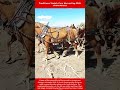 Traditional Amish Corn Harvesting With Draft Horses