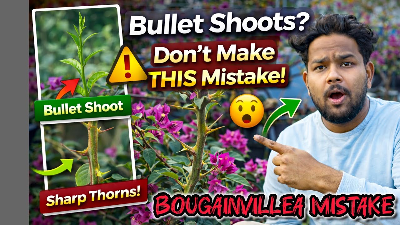 Water Sucker vs Bullet Shoot |Bougainvillea Pruning Secret: বোগেনভেলিয়ার কোন ডাল কাটবে,কোনটা রাখবে? 