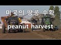 미국의 땅콩밭 추수하는 모습 peanut harvest