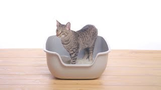 petfusion large litter box