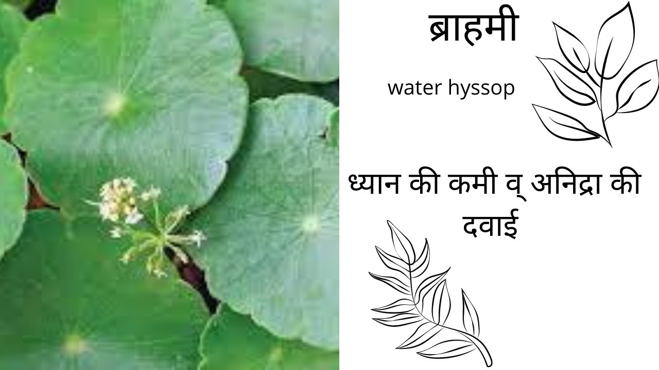 BRAHMI KE FAYDE, WATER HYSSOP, NATURAL MEMORY BOOSTER HERBS AND