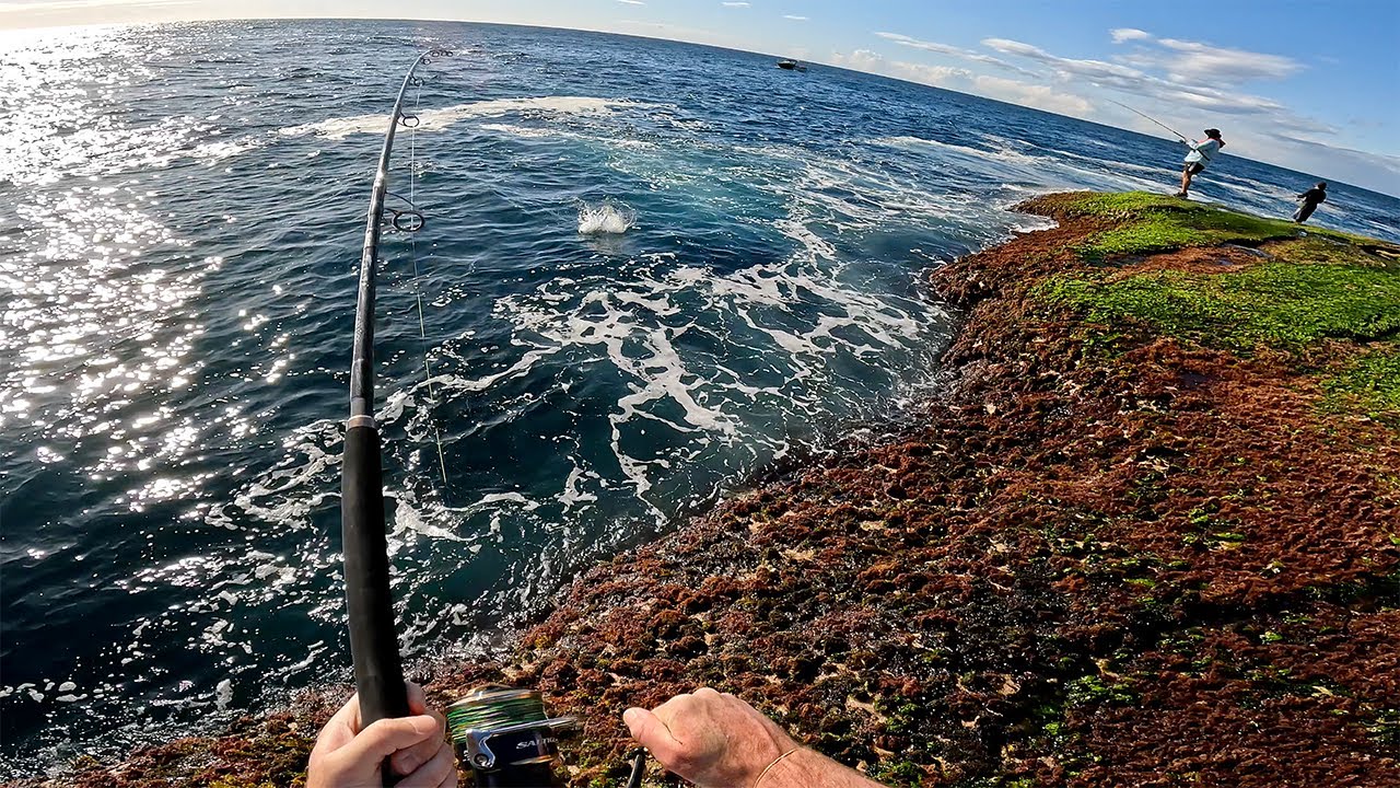 A morning of topwater lure fishing for Sydney kingfish land based