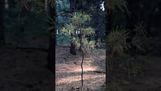 A One Little Spruce In The Forest Forest And Nature