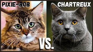 Pixie Bob Cat VS. Chartreux Cat