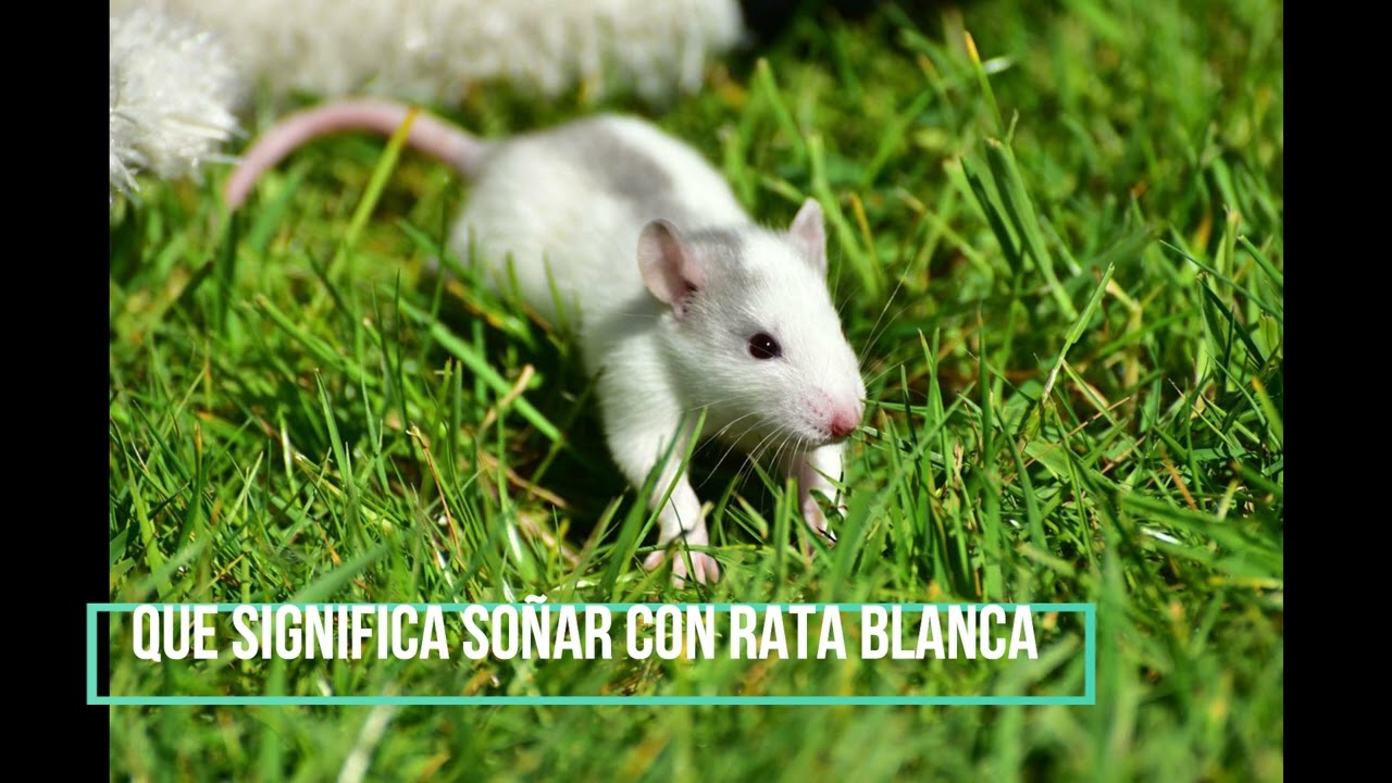 Que significa soñar con rata blanca? - YouTube