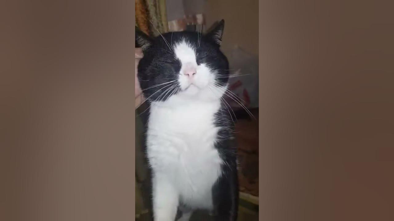 Таксист и кошка | Пикабу