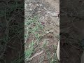 بسكويت اولكر بالبندق القديم بسكويت اولكر بالبندق القديم