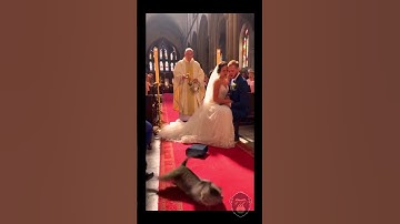 Cat Steals the Show at the Wedding! #funny