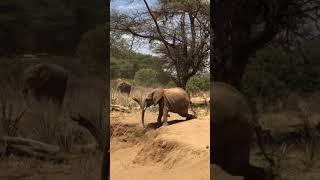 Silly Elephant Tries To Slide Down Hill