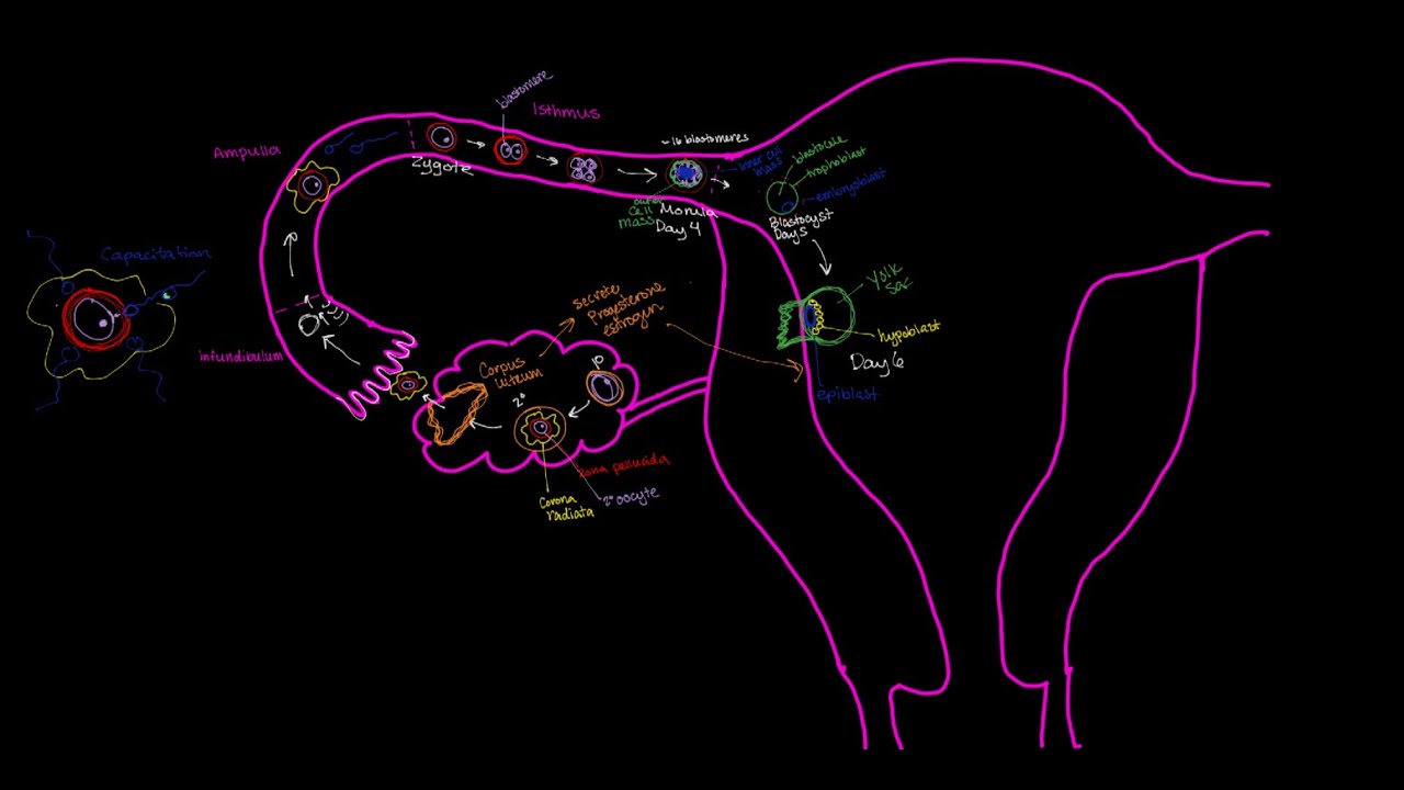Embryology: Week 1--Ovulation to Implantation
