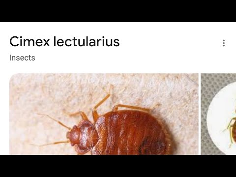 داستان ساس یا   یا  اتاق من