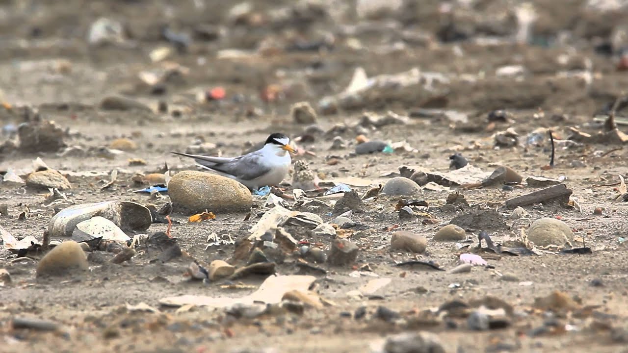 Juvenile Little Tern marathon training 小燕鷗幼鳥馬拉松訓練 