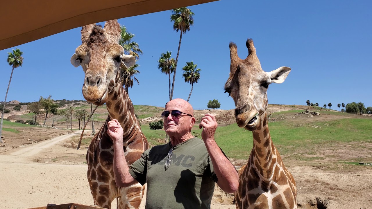 safari park feed giraffes