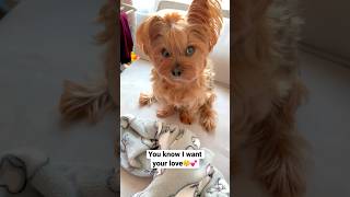 How Bored Yorkie Puppy Gets Your Attention | Funny Cute Yorkshire Terrier Dog #shorts #doglover