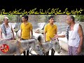 Saleem albela came to goga pasroori to have the donkeys hair cut funny