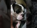 Tucker waking up #youtube #bulldog #love #morning #viralvideo
