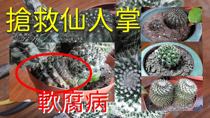 搶救仙人掌｜幫仙人掌做了截肢手術｜移除判別感染區塊｜側芽分株｜如何重新種植｜Rescue The Cactus - 天天要聞