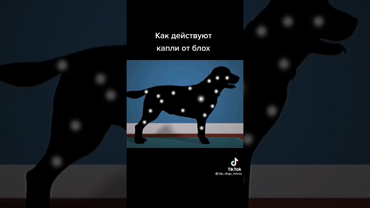 Как действую капли от блох на собаках