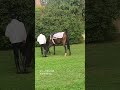 【ディープボンド】フランス清水厩舎での調教後のディープボンド #shorts #francegalop #ディープボンド
