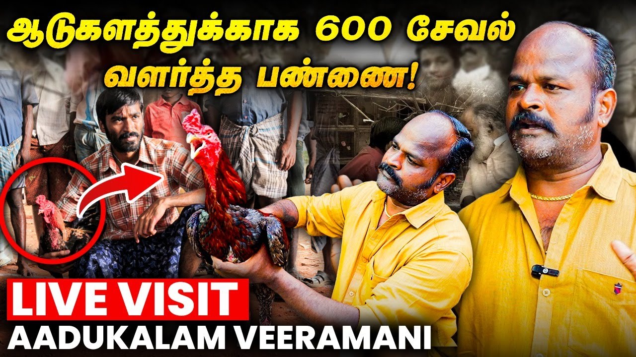 சண்டை சேவல்னா இப்படி இருக்கணும்! Aadukalam Veeramani-ன் சேவல் பண்ணை விசிட் |  Rooster fight