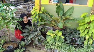 Review Tanaman Hias Di Stand Bunga Nusa Indah