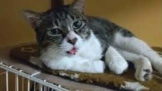 【不機嫌な猫】A dissatisfied cat by 💛猫のカノコ💙【ｵｯﾄﾞｱｲ】 7,196 views 1 month ago 32 seconds