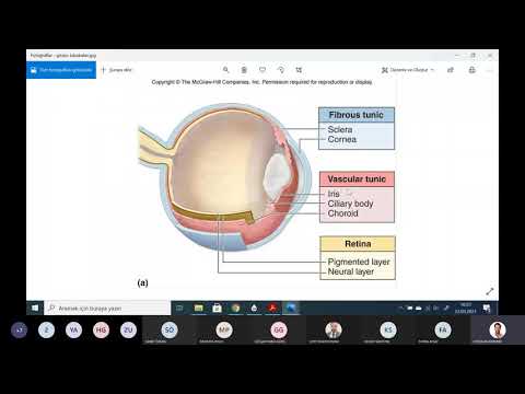 GÖZ ve GÖRME I DERS: Göz Anatomisi ve Fizyolojisi
