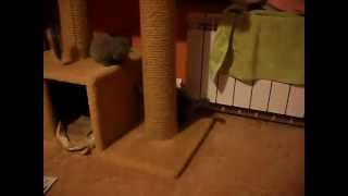 Шотландские плюшевые котята Шотландские плюшевые котята