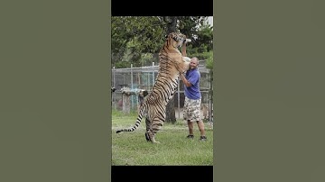 Animals bigger than you think 😮🫣🤔 part 03 #shorts #animals #trending #shortsfeed #trendingshorts