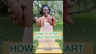 Steps to Growing Sweet Potatoes