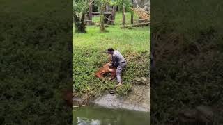 Смотритель зоопарка спас тонущего орангутана