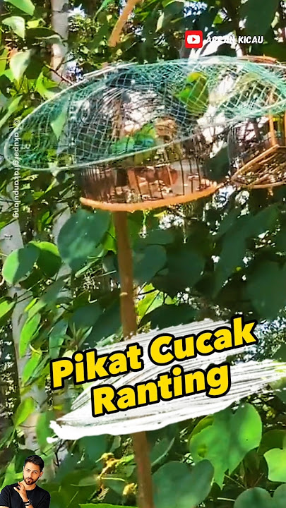 Pikat Cucak Ranting super menegangkan 😁 #cucakranting #pikatburung
