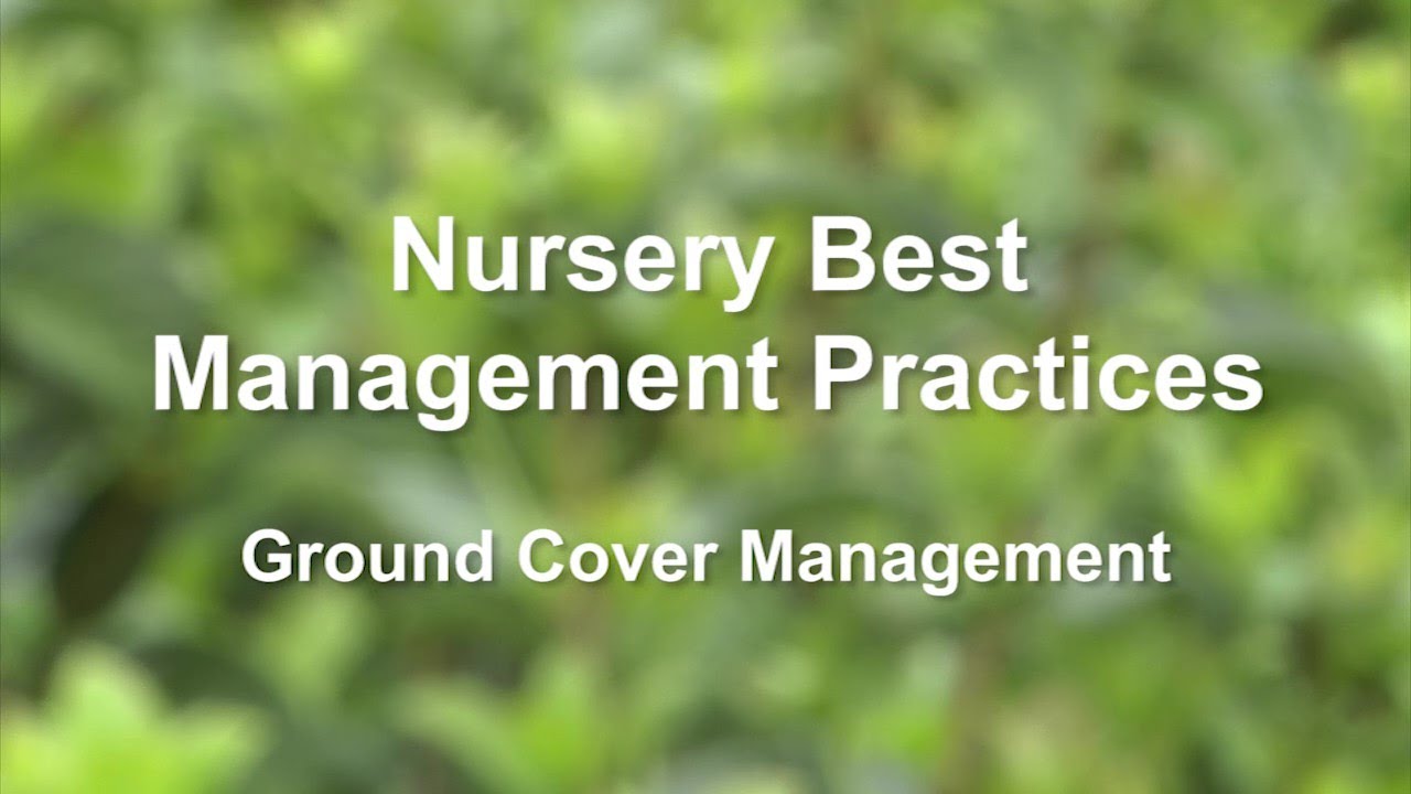 Nursery Best Management Ground Cover Management YouTube