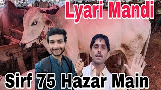 75 Hazar Main | Lyari Cow Mandi Mid Range Karachi Cattle Rate Update 31-May-2024 | cow mandi | cow