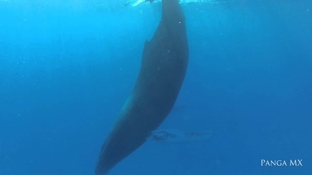 How whale sleep