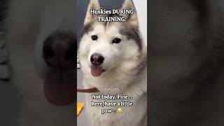 Other dogs vs Huskies😂 #huskydog #husky #funny #memes #siberianhusky #huskylife #shorts