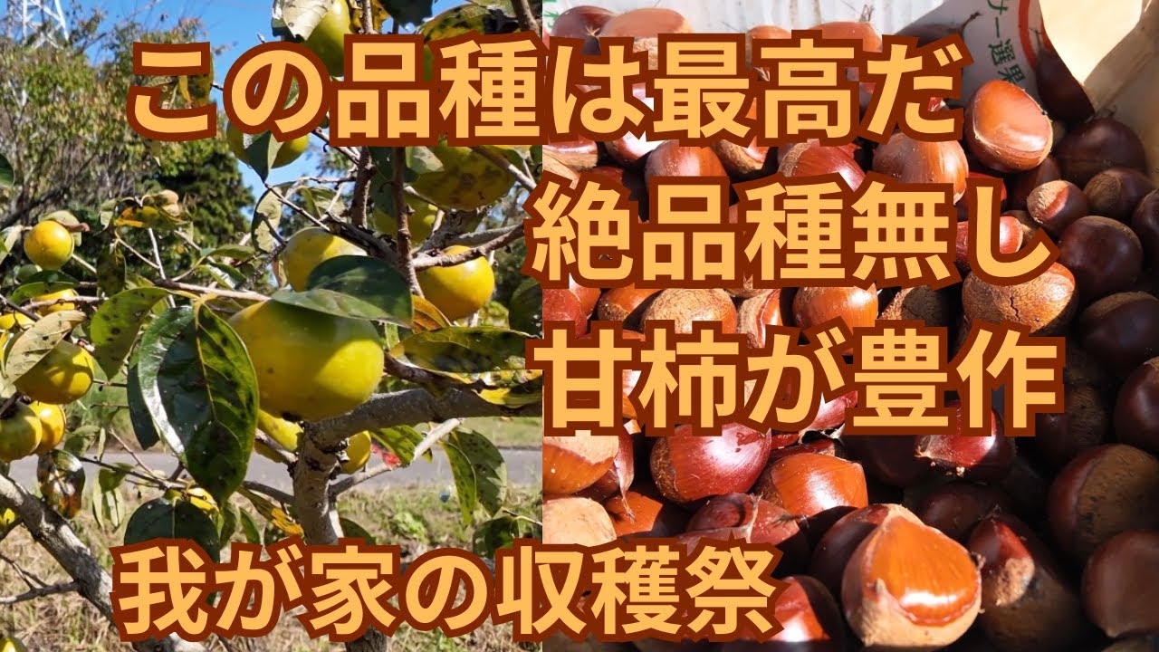 柿が豊作です。（品種は大豊）この柿は甘柿で種無しの今まで栽培した柿では最高に気に入ってる品種です。