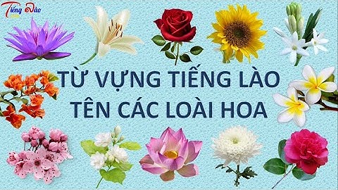 [Từ vựng tiếng Lào] Bài 25-Từ vựng tiếng Lào chủ đề tên các loài hoa- ຄໍາສັບພາສາລາວ ຫົວເລື່ອງ ດອກໄມ້