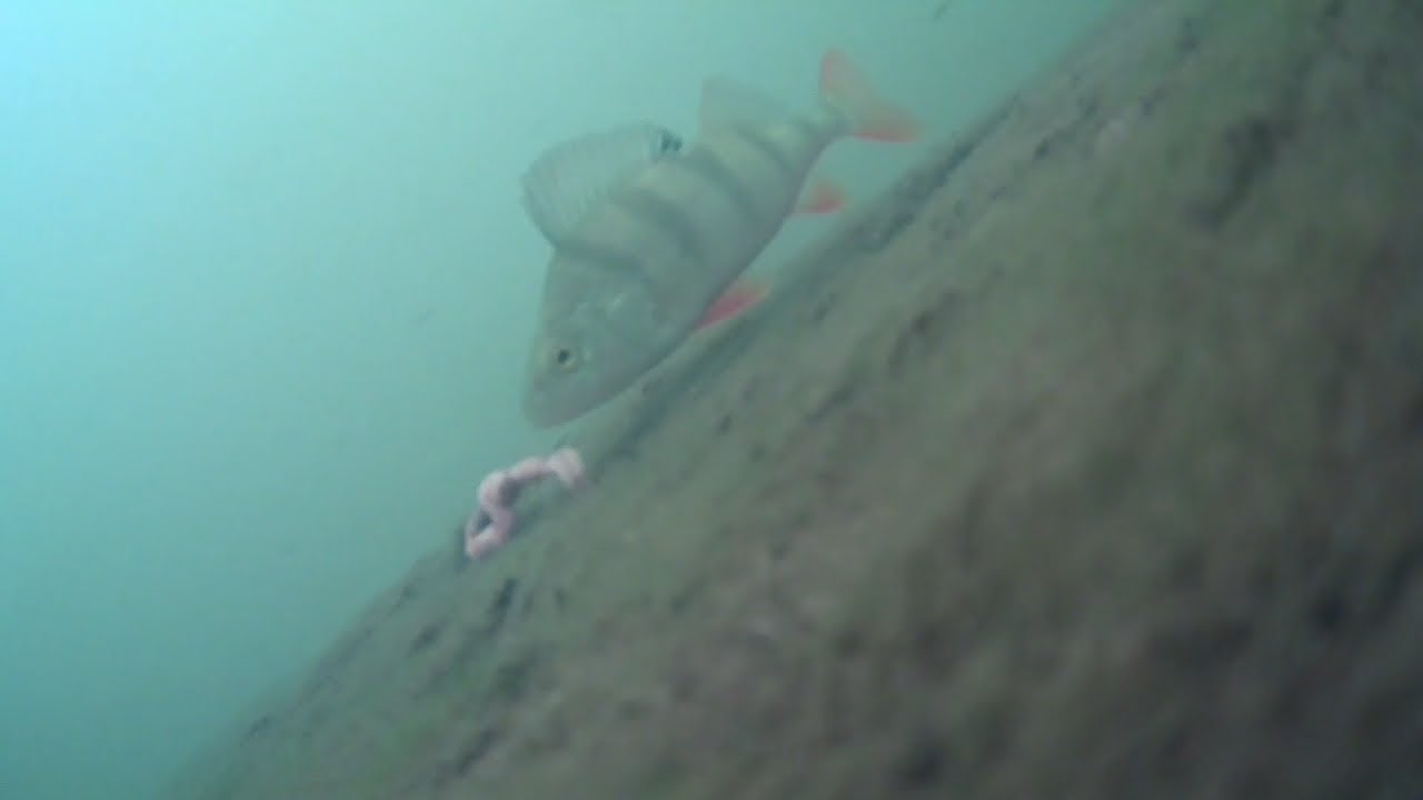 BARSCHANGELN im SOMMER und schau was dann passiert - WATER WOLF 2.0