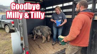 Bye Milly & Tilly! LAST 2 Pigs Leave The Farm AND Farm Update