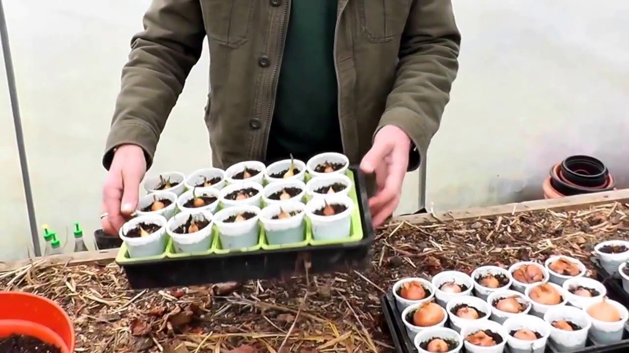 Gardening for the Disabled, Learning Difficulties & Kids - Mick Poultney