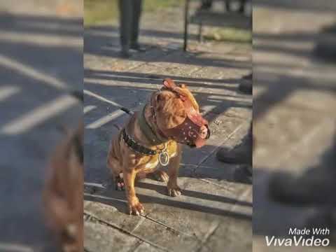 İnsanları tanıdıkça köpeğimi daha çok seviyorum 👑 💣KPE 💣