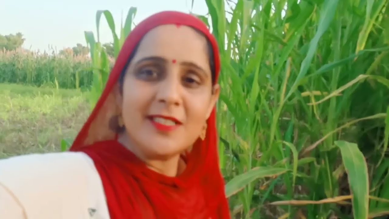 आज गये हम खेत देखने और किया खेत में थोड़ा सा काम और देखा चार सिटे वाला बाजरा🌾❤️